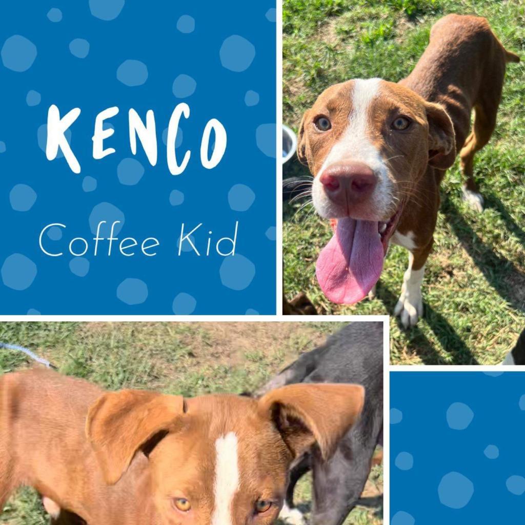 Kenco, an adoptable Hound, English Pointer in Hackett, AR, 72937 | Photo Image 3