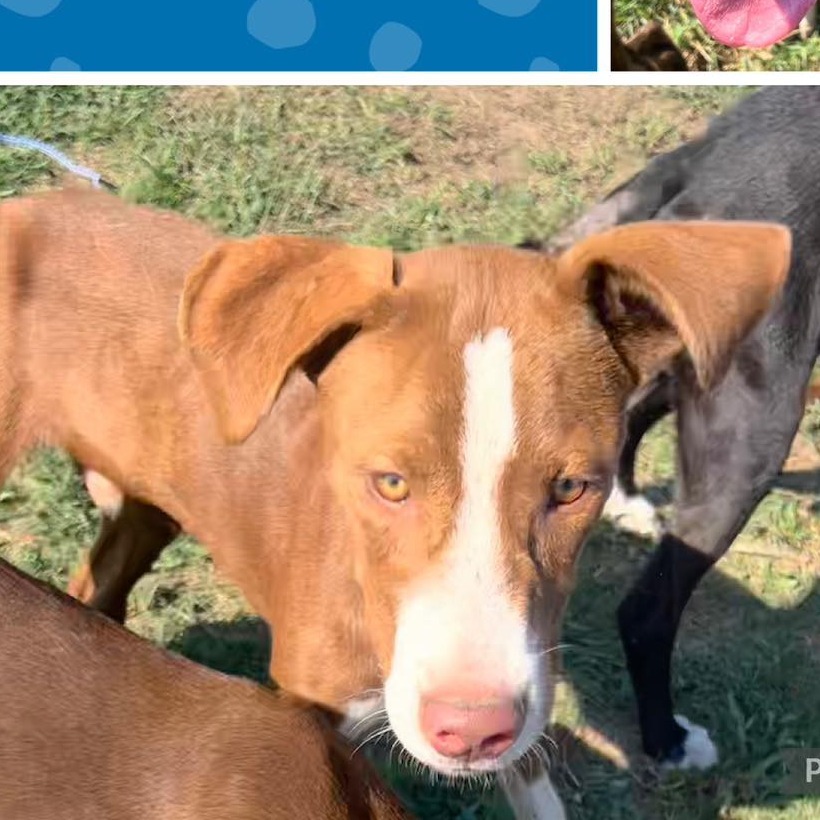 Kenco, an adoptable Hound, English Pointer in Hackett, AR, 72937 | Photo Image 4