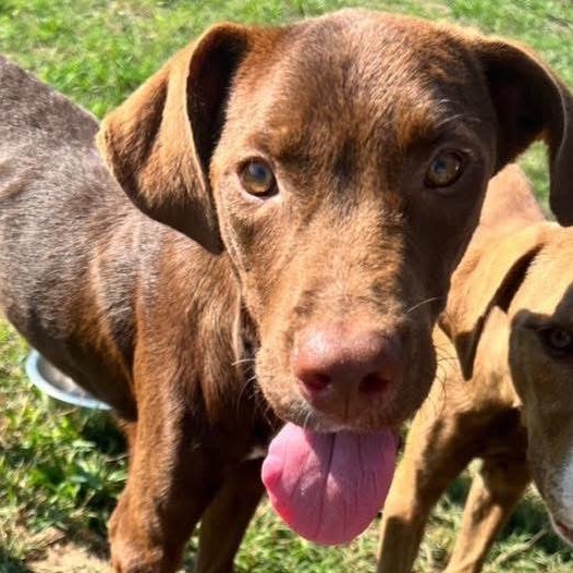 Bewley, an adoptable Hound, English Pointer in Hackett, AR, 72937 | Photo Image 1