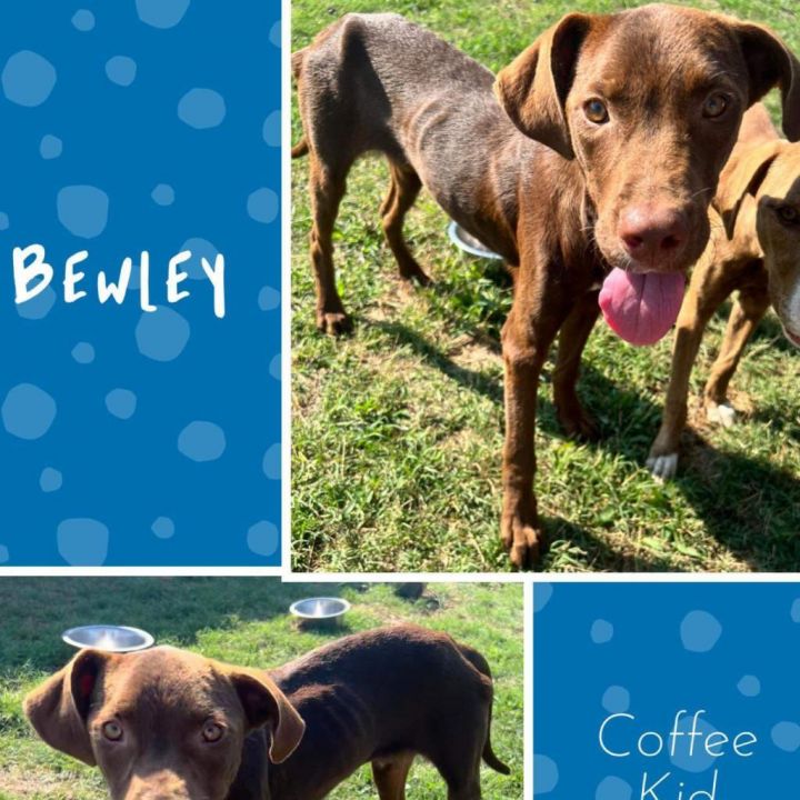 Bewley 3