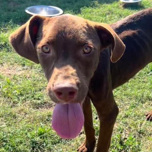 Bewley, an adoptable Hound, English Pointer in Hackett, AR, 72937 | Photo Image 4