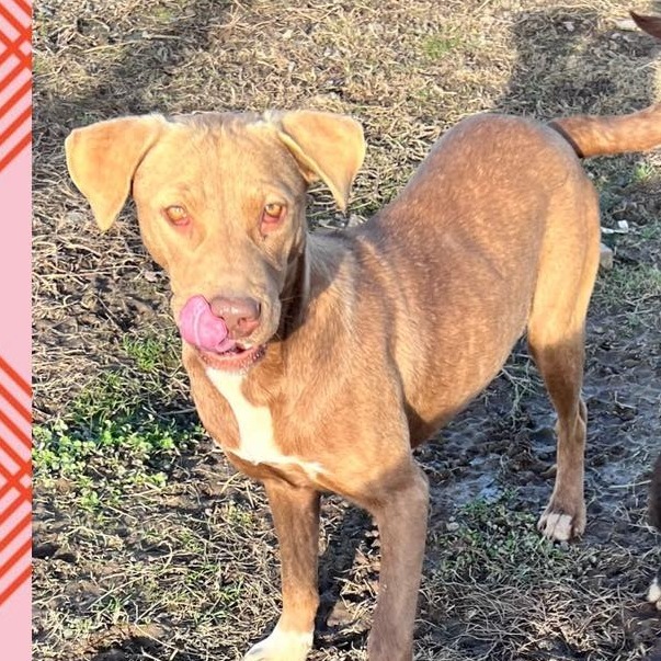 Kopiko, an adoptable Hound, English Pointer in Hackett, AR, 72937 | Photo Image 1