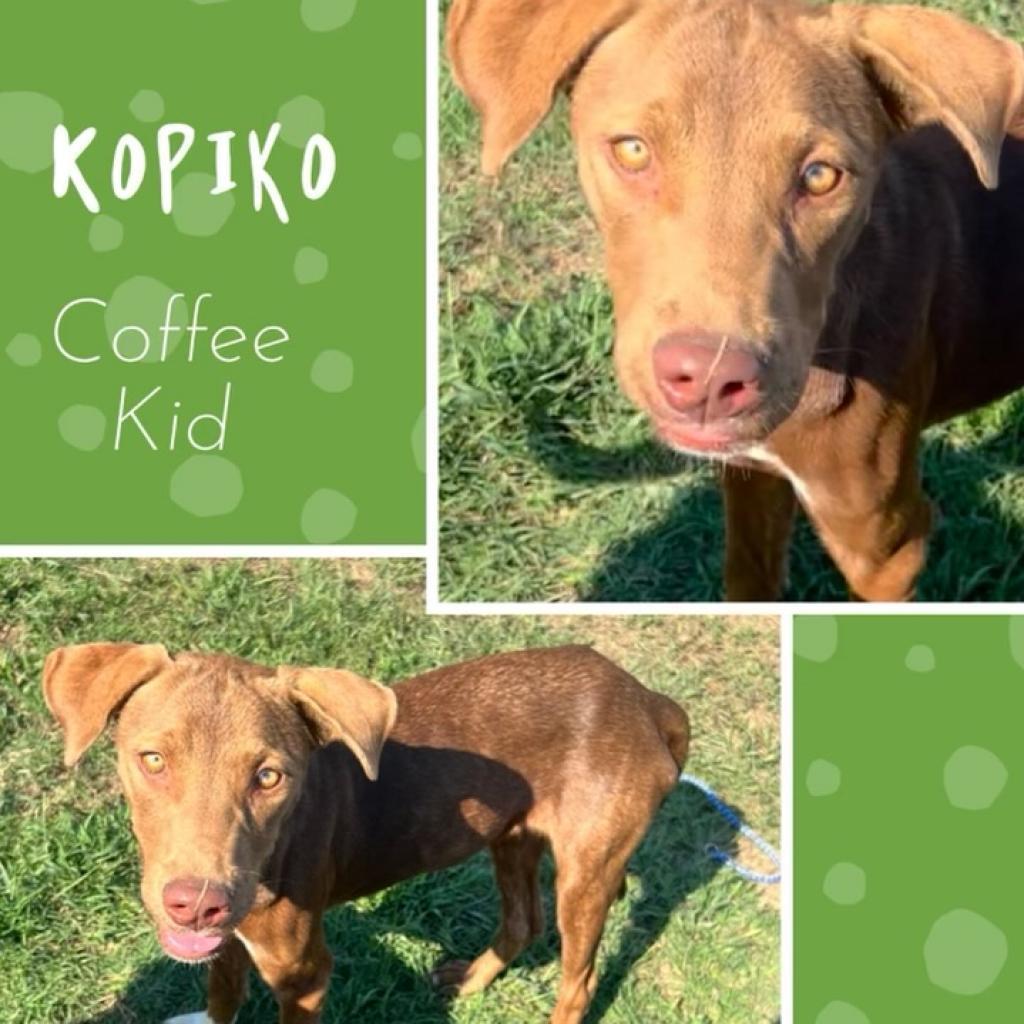 Kopiko, an adoptable Hound, English Pointer in Hackett, AR, 72937 | Photo Image 3