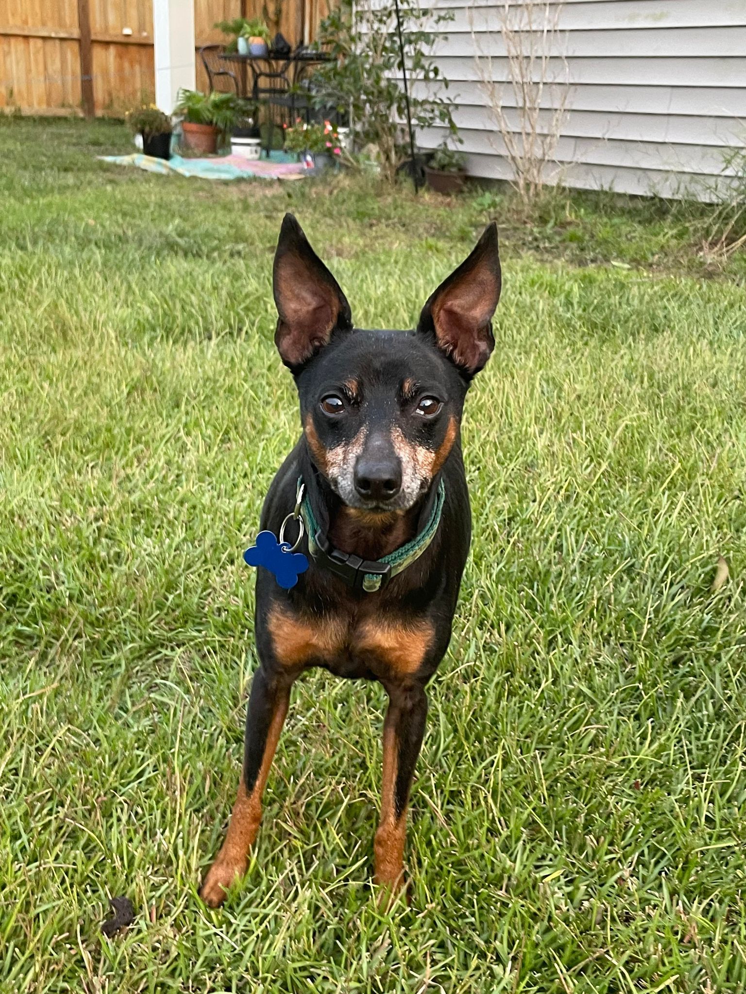 Toby Roby, an adoptable Miniature Pinscher in Wilmington, NC, 28405 | Photo Image 2