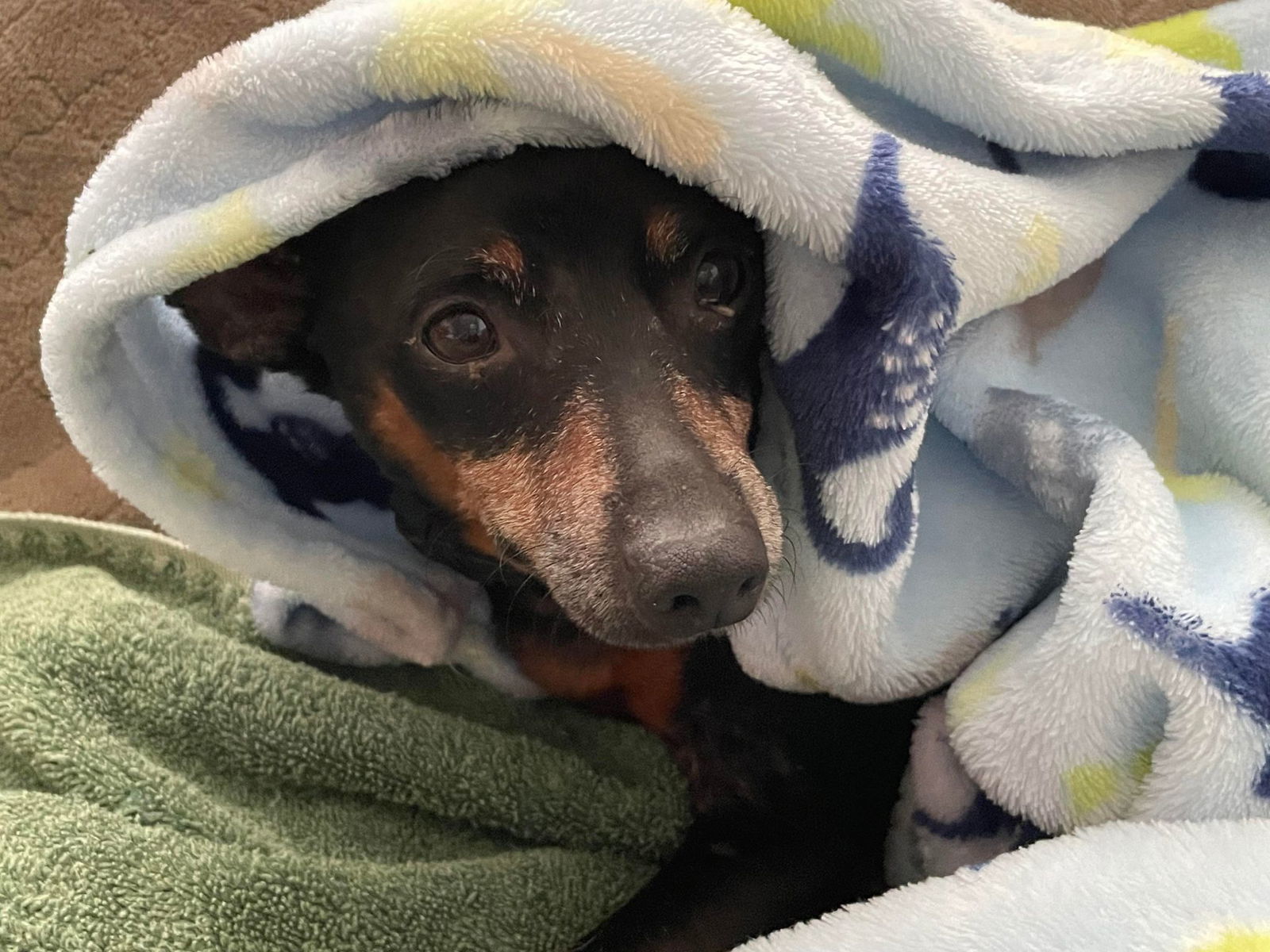 Toby Roby, an adoptable Miniature Pinscher in Wilmington, NC, 28405 | Photo Image 4