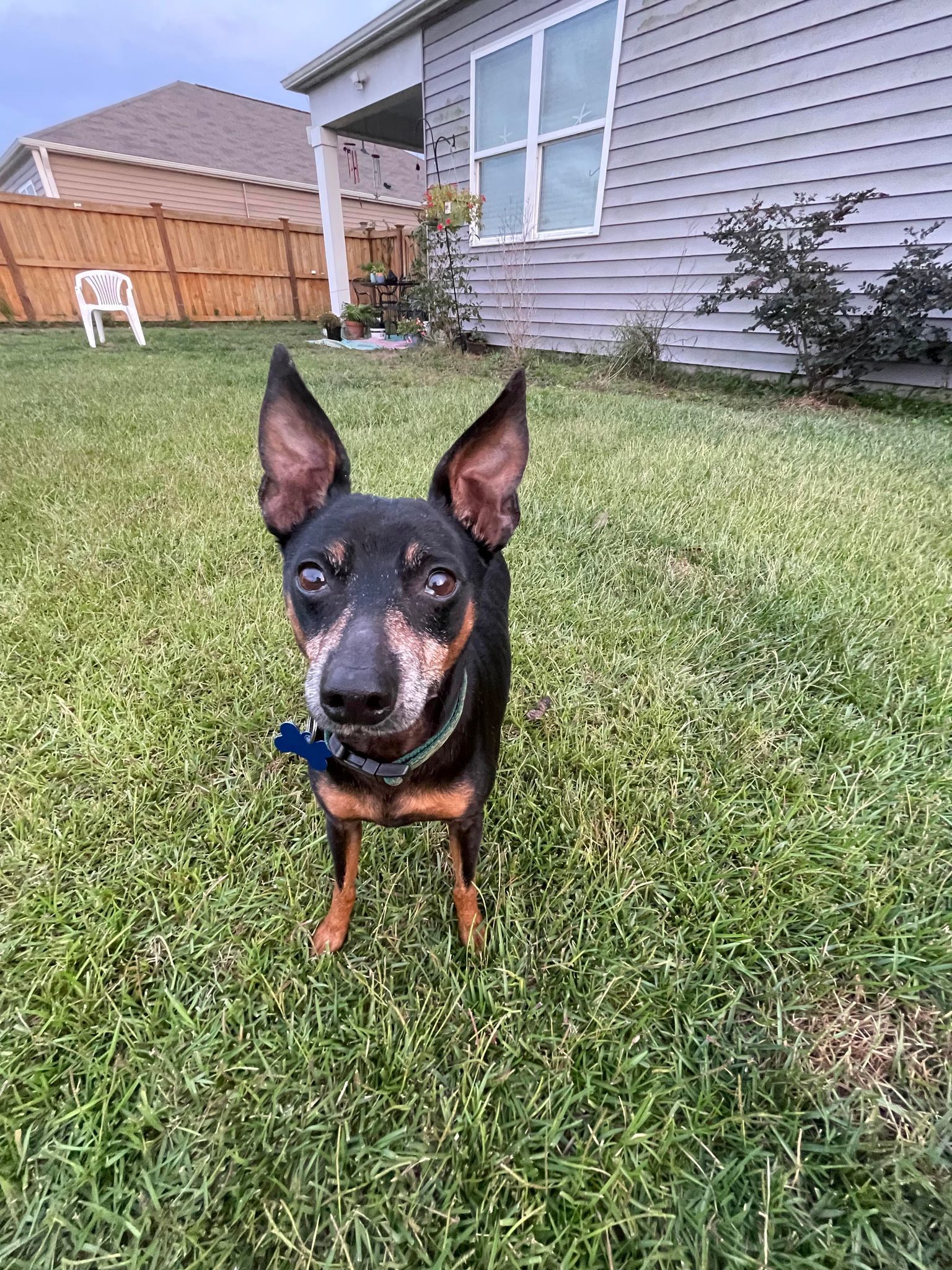 Toby Roby, an adoptable Miniature Pinscher in Wilmington, NC, 28405 | Photo Image 6