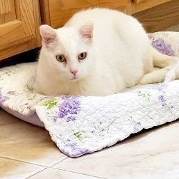 SNOW, an adoptable Domestic Short Hair in Henderson, NV_image-2