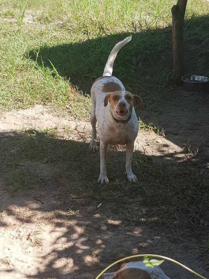 Paloma, an adoptable Mixed Breed in Las Jarretaderas, NAY_image-6