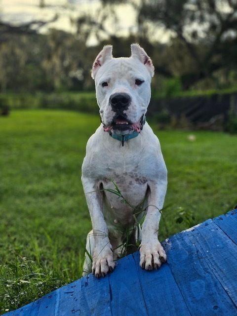 Dogo argentino hot sale animal planet