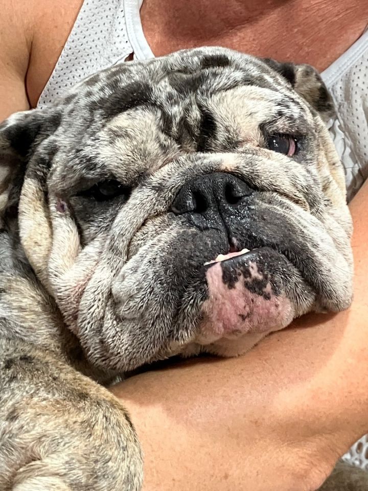 Clementine, an adoptable English Bulldog in Bradenton, FL_image-1