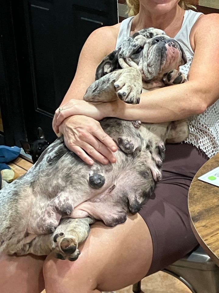 Clementine, an adoptable English Bulldog in Bradenton, FL_image-2