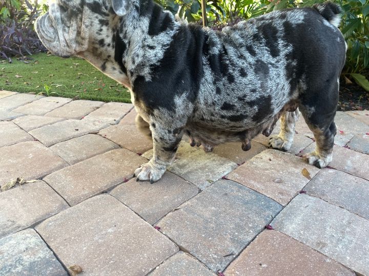Clementine, an adoptable English Bulldog in Bradenton, FL_image-5