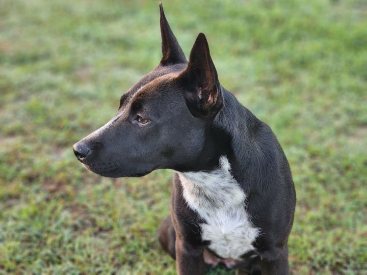 Minnie, an adopted Australian Cattle Dog / Blue Heeler & Bull Terrier Mix in Sheridan, AR_image-5