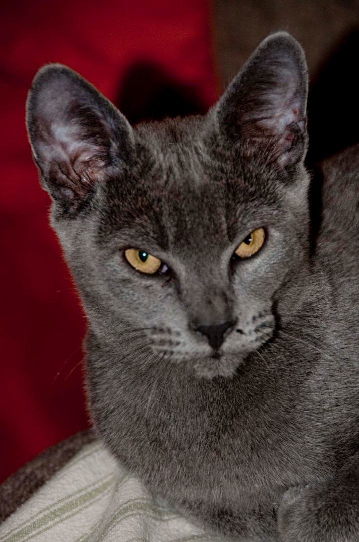 Thor, an adoptable Russian Blue & Tabby Mix in Vacaville, CA_image-2