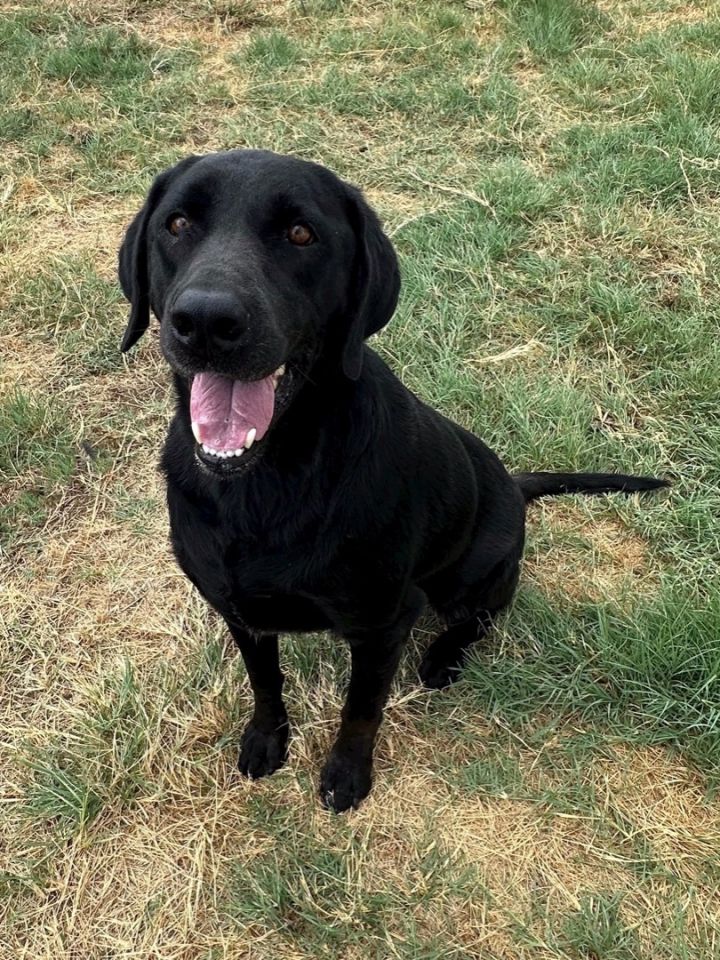 Dog for adoption Viking a Black Labrador Retriever Mix in Pilot