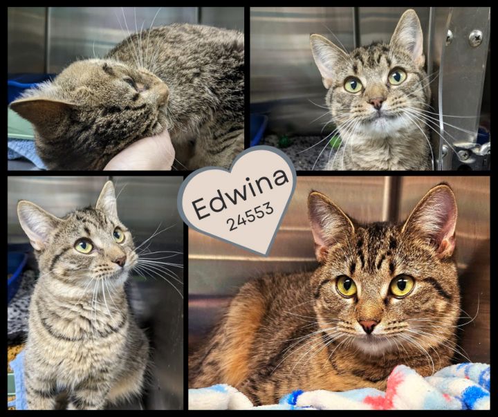 Edwina, an adoptable Domestic Short Hair & Tabby Mix in Oak Ridge, TN_image-1