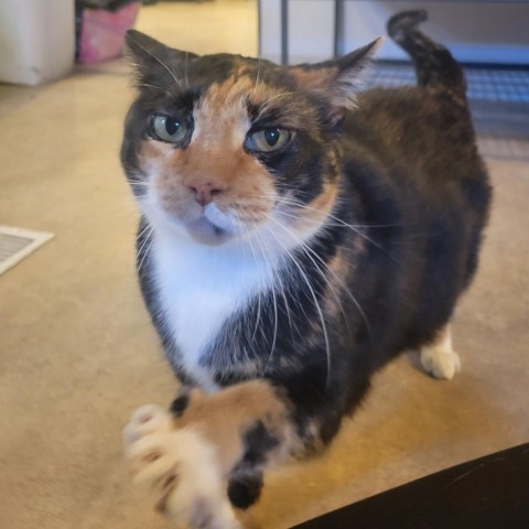 Pepper