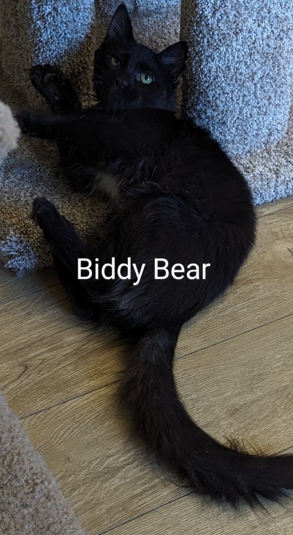 Biddy Bear 2