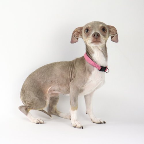 Danish, an adoptable Chihuahua Mix in Florence, AZ_image-2