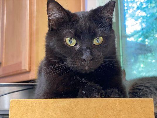 KATIA, an adoptable Domestic Short Hair in Capshaw, AL, 35742 | Photo Image 1