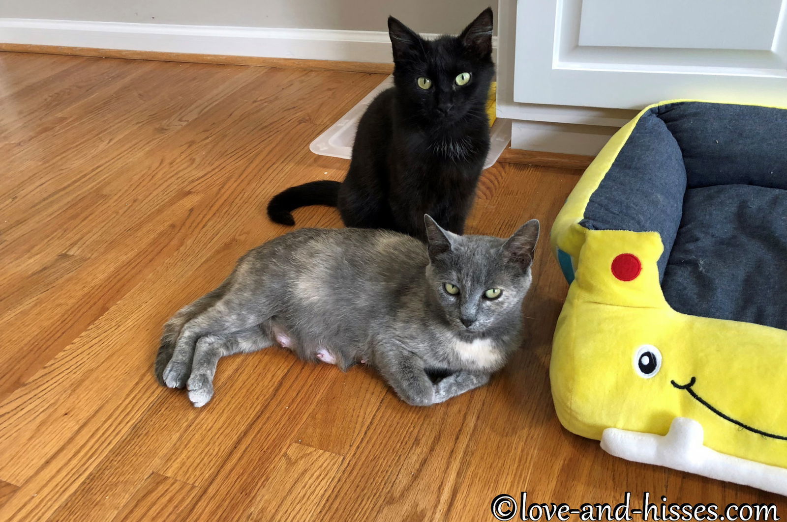 KATIA, an adoptable Domestic Short Hair in Capshaw, AL, 35742 | Photo Image 2