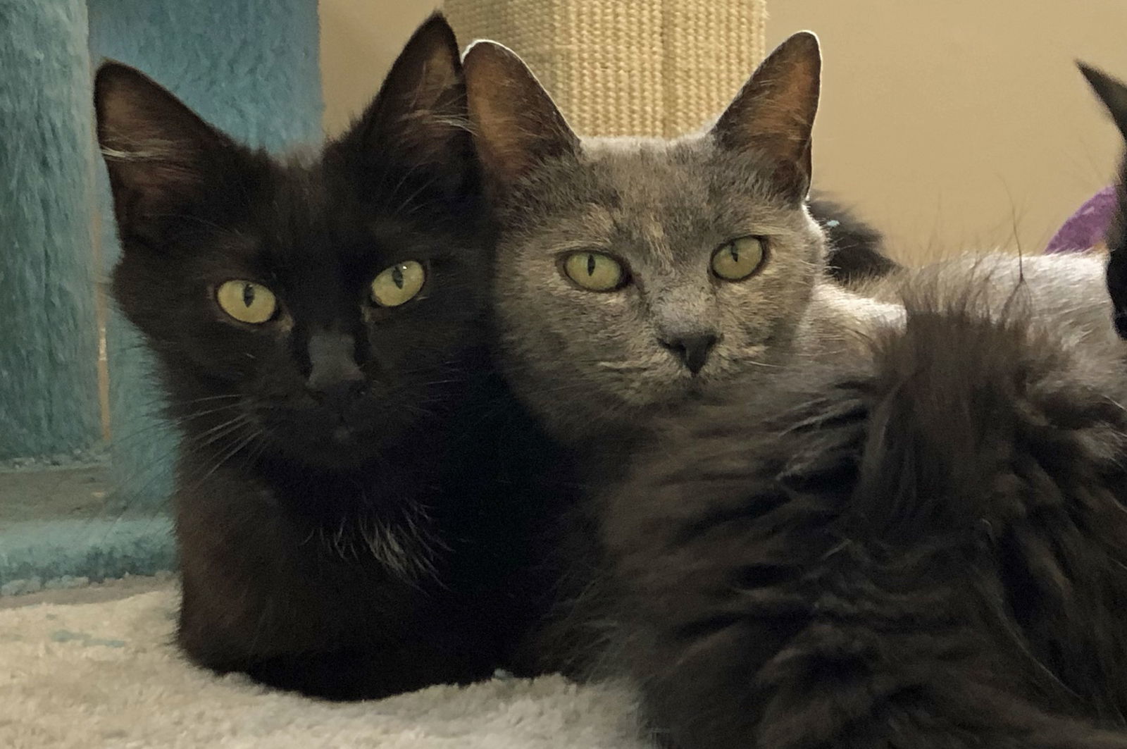 KATIA, an adoptable Domestic Short Hair in Capshaw, AL, 35742 | Photo Image 3