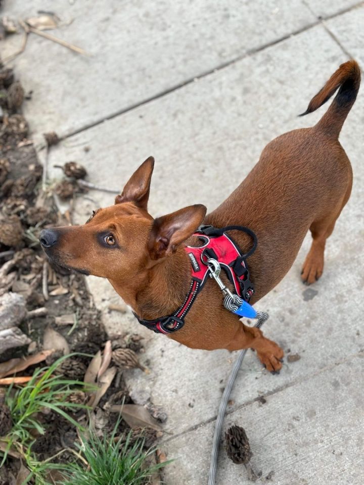 Dorito, an adoptable Chihuahua Mix in Burbank, CA_image-2