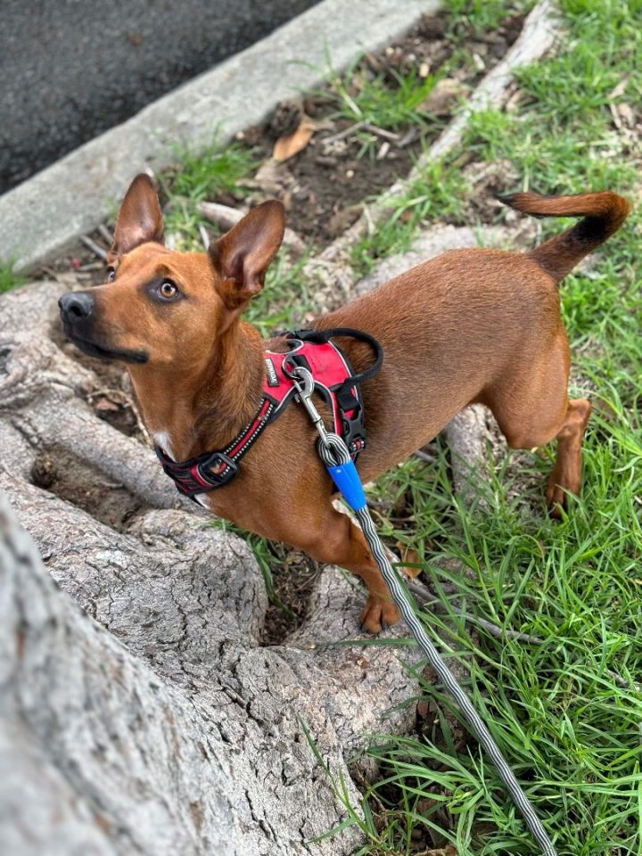 Dorito, an adoptable Chihuahua Mix in Burbank, CA_image-3