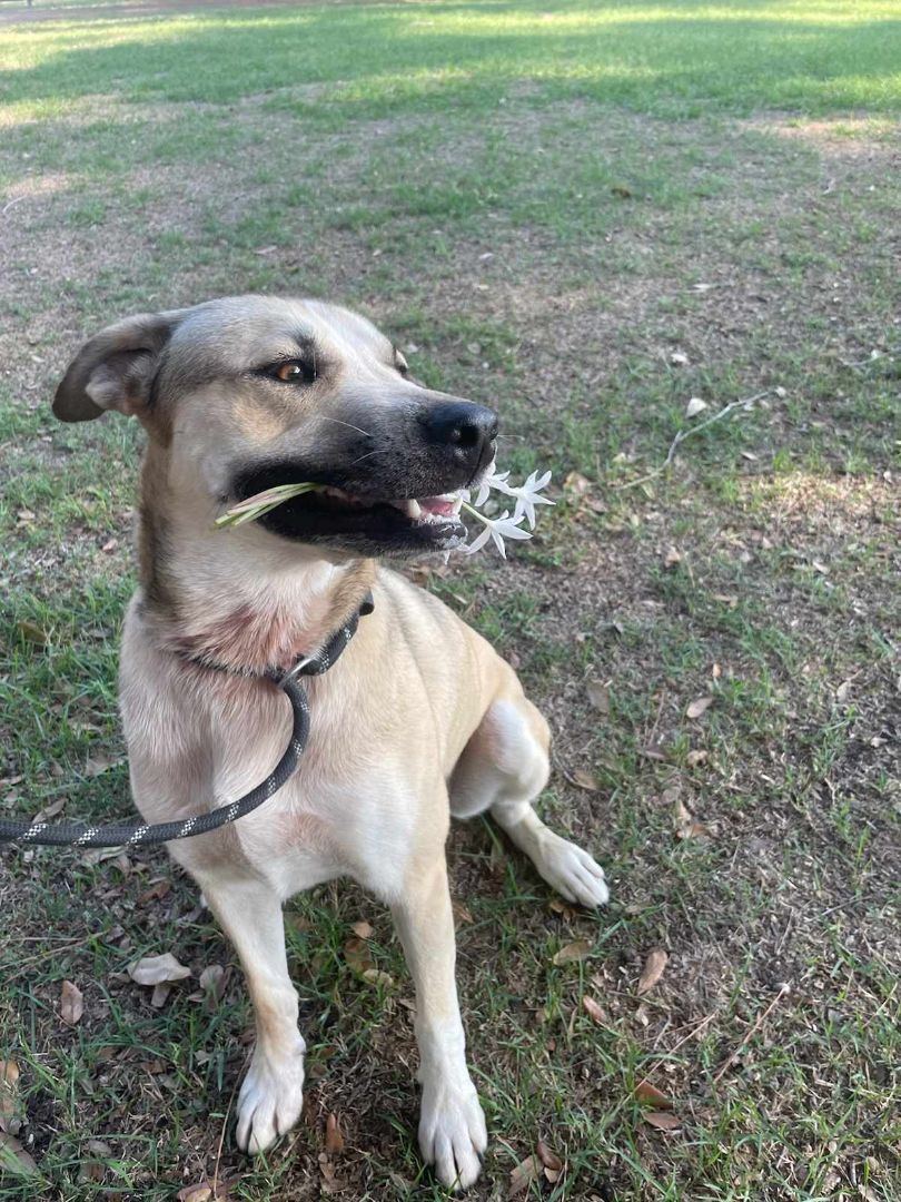 Dog for adoption Kiko, an Anatolian Shepherd Mix in Bothell, WA