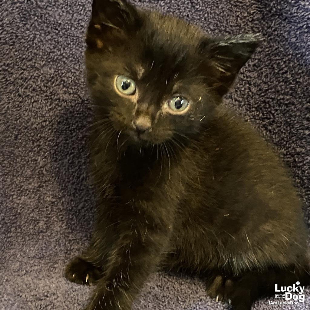 DOG and CAT Adoption Event at PetSmart in Alexandria