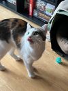 Eleanor (Ellie) - Adoption Pending