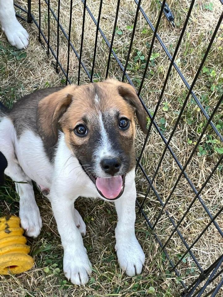 Covington store dog pound