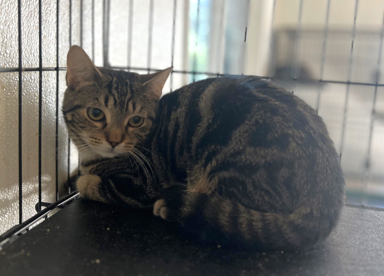 DRAGONFLY, an adoptable Tabby in Capshaw, AL, 35742 | Photo Image 1
