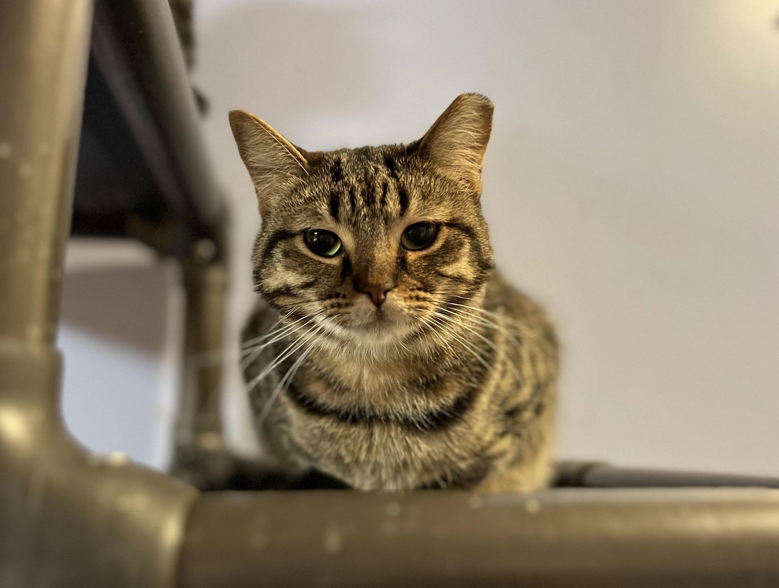 CHILLY, an adoptable Tabby in Capshaw, AL, 35742 | Photo Image 1