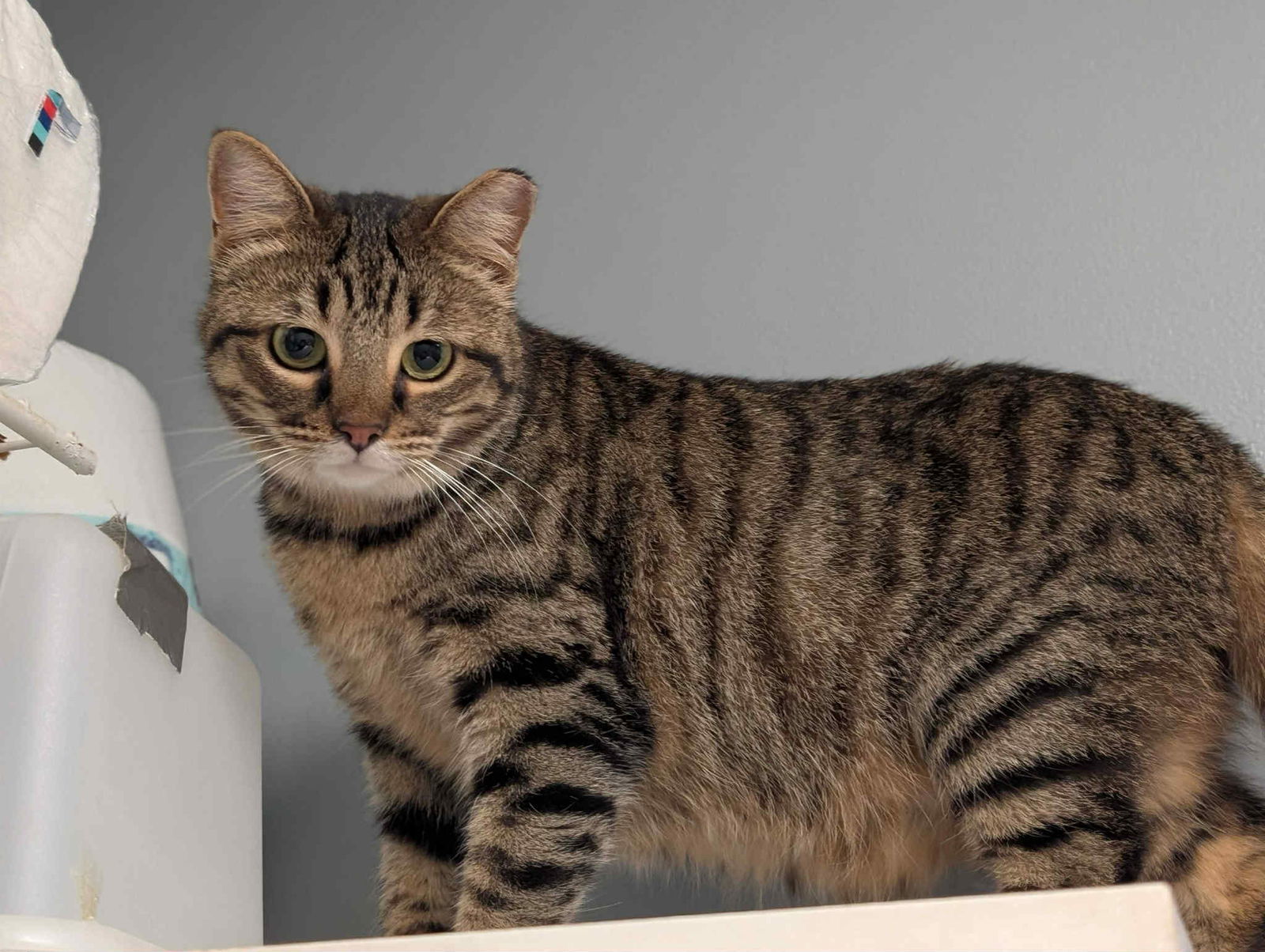 CHILLY, an adoptable Tabby in Capshaw, AL, 35742 | Photo Image 1