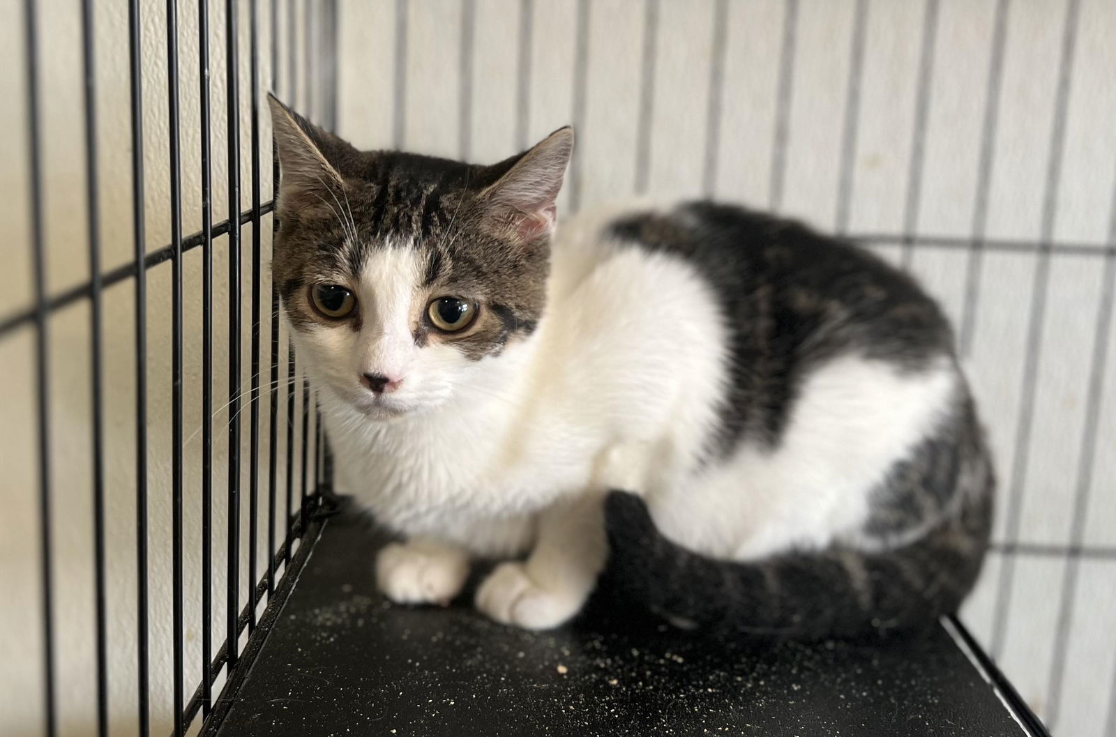 DAMSELFLY, an adoptable Tabby in Capshaw, AL, 35742 | Photo Image 1