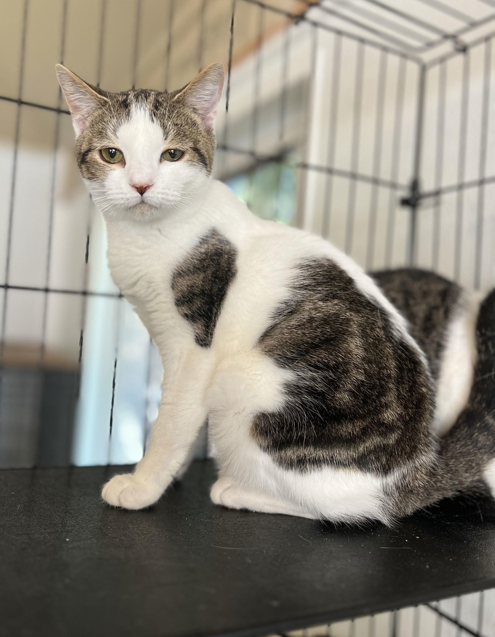 BUTTERFLY, an adoptable Tabby in Capshaw, AL, 35742 | Photo Image 1