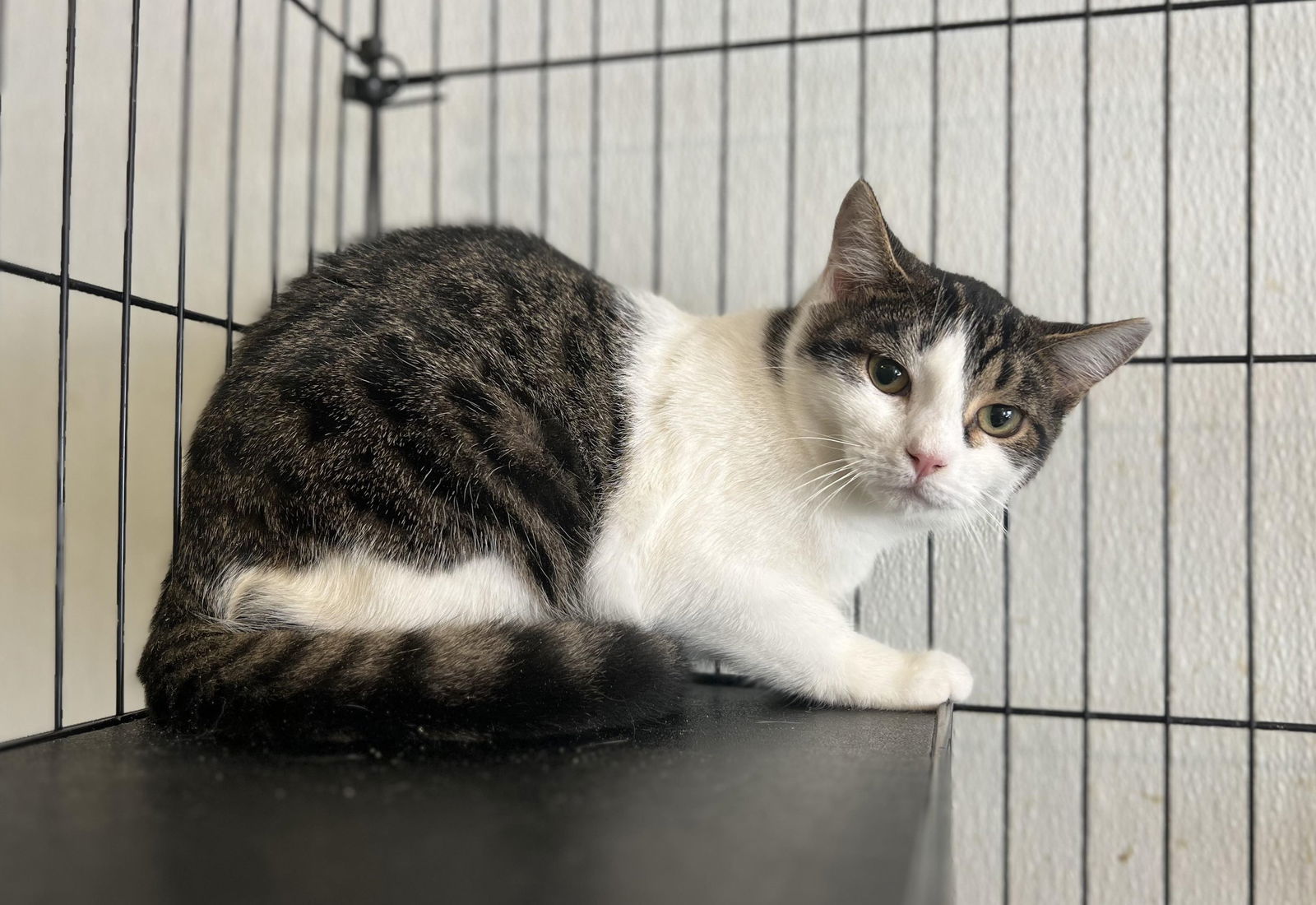 MAYFLY, an adoptable Tabby in Capshaw, AL, 35742 | Photo Image 1