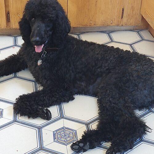 Darcy, an adoptable Standard Poodle in Edmonton, AB, T5A 1g6 | Photo Image 3