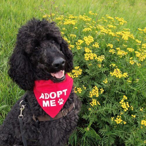 Darcy, an adoptable Standard Poodle in Edmonton, AB, T5A 1g6 | Photo Image 4