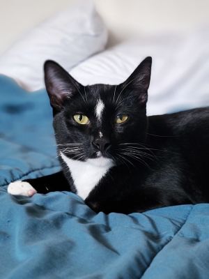 Peppercorn (Courtesy Post) Domestic Short Hair Cat