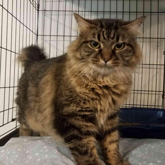 Ornella (FIV+)