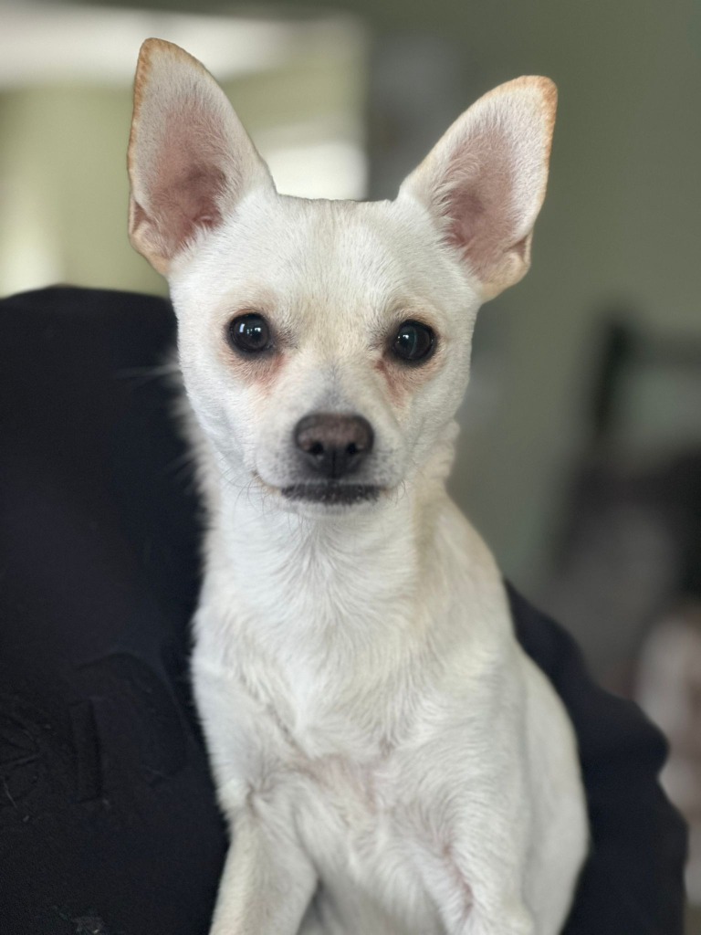 Poe, an adoptable Chihuahua, Terrier in Calgary, AB, T3S 0C5 | Photo Image 3