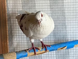 UPDATE 22524 Unfortunately Freedom has proved to dominant for his rescuers small gentle flock  