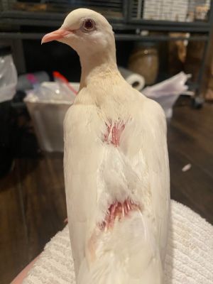 Sweet dove Alma was found injured and alone in the city A very kind family foun
