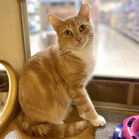 Stein, an adoptable Domestic Short Hair in Rochester, MN, 55903 | Photo Image 1