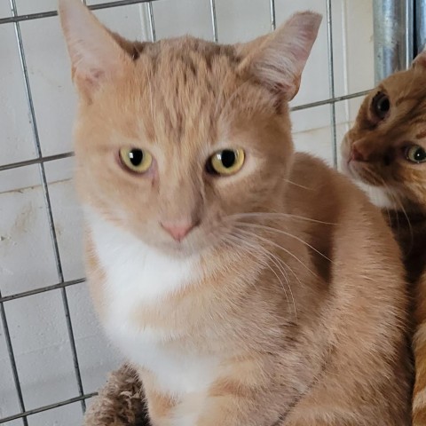 Stein, an adoptable Domestic Short Hair in Rochester, MN, 55903 | Photo Image 2