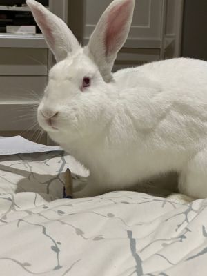 Beatrice is a medium-large Ruby Eyed White New Zealand rabbit She is VERY social and truly needs fr