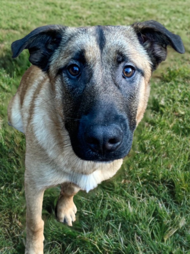 Jude, an adoptable Mixed Breed in Vashon, WA, 98070 | Photo Image 1
