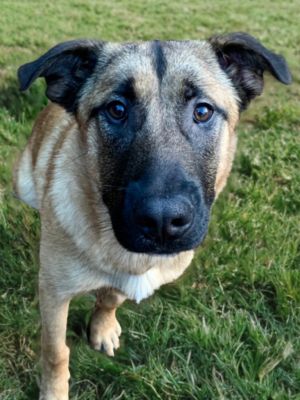 Meet Jude an absolutely awesome young shepherdhuskylab mix overflowing with sweetness goofiness